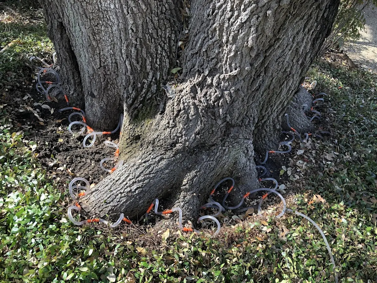 Detailed Tree Cabling and Bracing job site in Crump