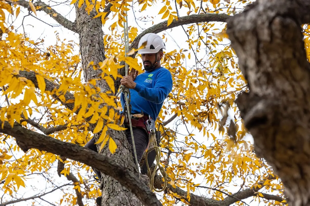Skilled Tree Transplanting crew working in Crump